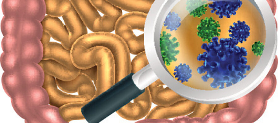 Understanding how Gut Dysbiosis contributes to disease