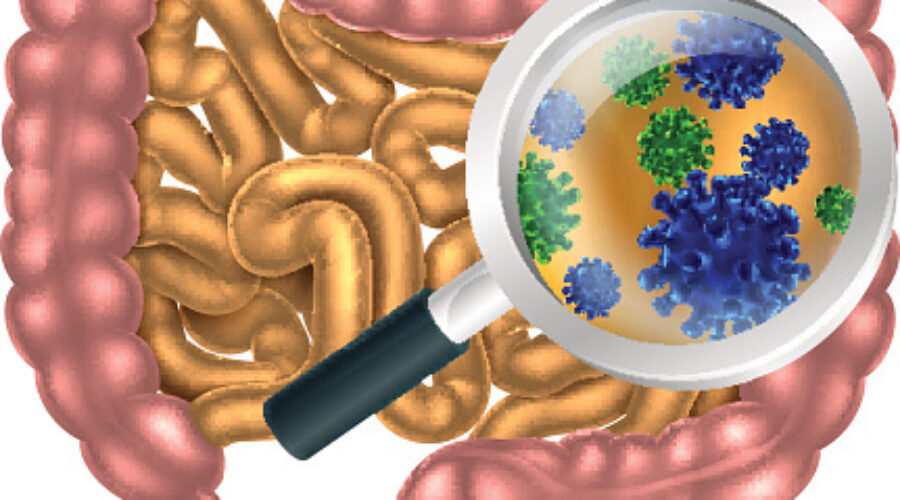 Understanding how Gut Dysbiosis contributes to disease